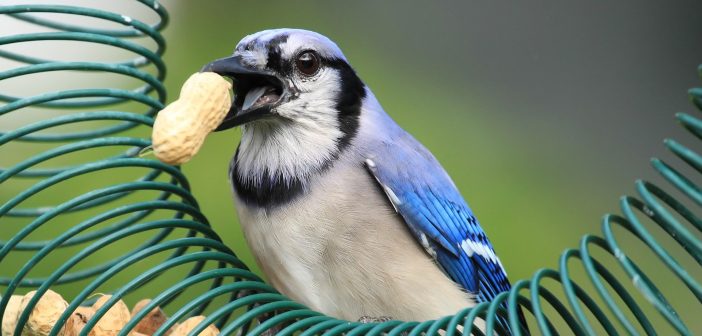 Blue Jay standing on a peanut feeder and holding peanut in its beak.
