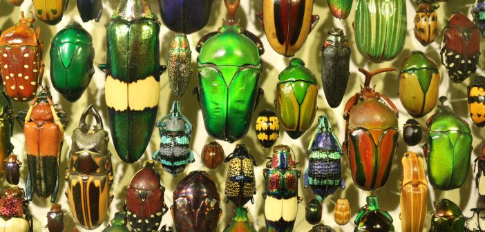 Image of a collection of many colorful beetles.