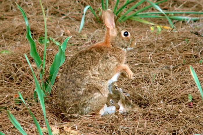 All about Cottontail Rabbits
