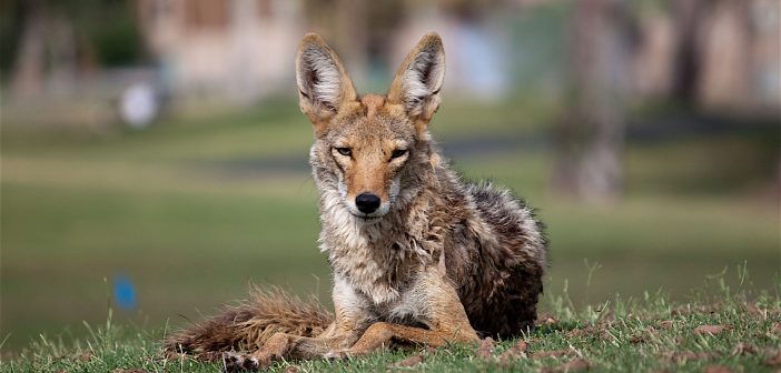 Coyote lying on the grass in a park, with houses in the background. It looks relaxed.