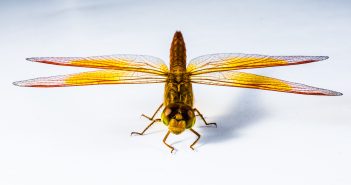 Dragonfly facing camera with wings outstretched.