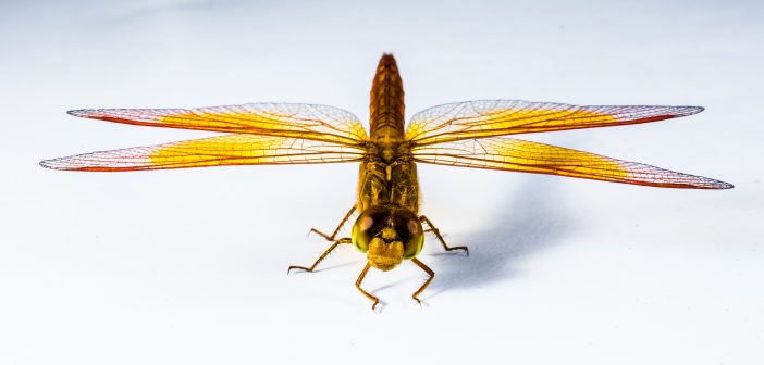 Dragonfly facing camera with wings outstretched.