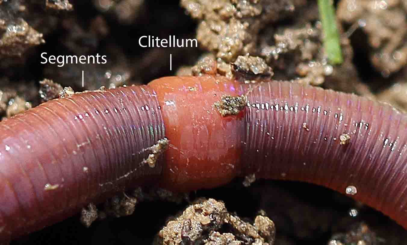 Wisconsin Earthworm All about earthworms - Welcome Wildlife