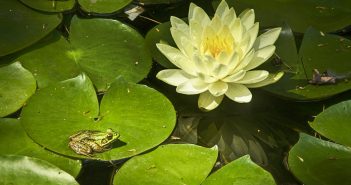 Small green frog sitting on a lilypad in water, with a pretty yellow flower nearby.