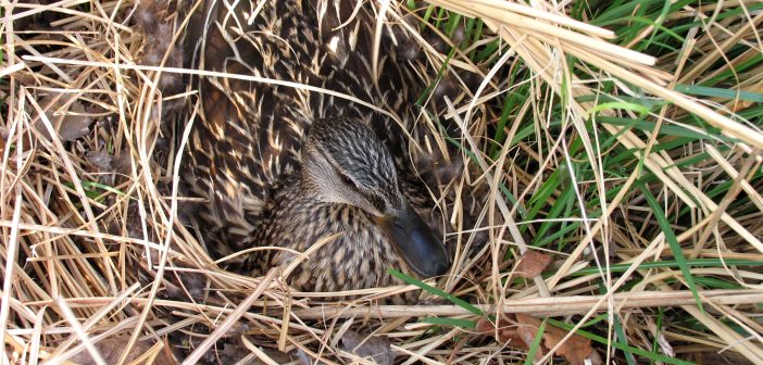 Female Mallard hiding among grasses.