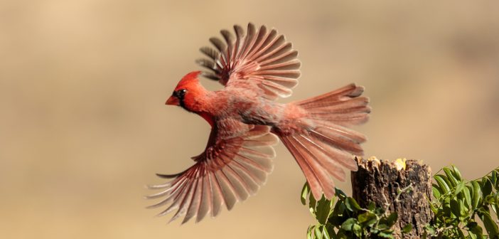 Male Northern Cardinal in flight.