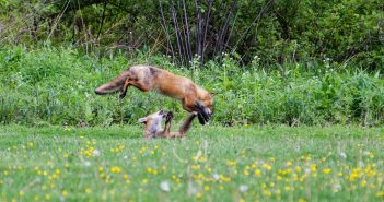 Two kit foxes are playing in a meadow bordered by shrubbery. One is on its back and the other is jumping over it.