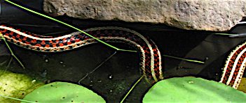Red-sided Garter snake, Thamnophis sirtalis.