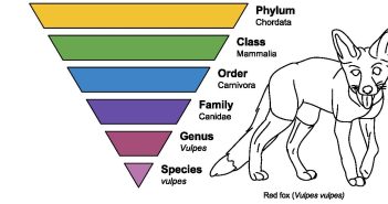Color illustration of the hierarchical scientific classification of a Red Fox, along with a simple line drawing of a Red Fox.
