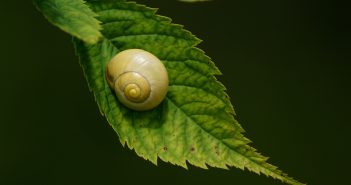 Yellow snail sitting on a green leaf.