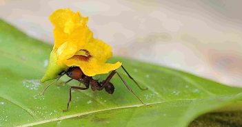 Explore an insect-friendly yard – 1 Close up image of an ant carrying a bright yellow flower on its back.