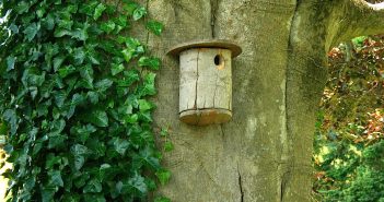 Brown, wood birdhouse mounted on a huge tree trunk.