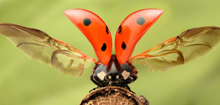 Seven-spotted lady beetle with wings raised.