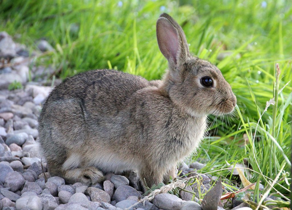 Appalachian Rabbit Rabbits, hares and pikas of the U.S.