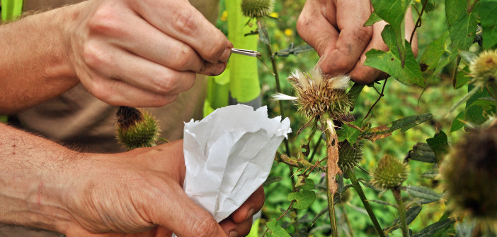 An image that shows two hands plucking seeds out of a seed head and another hand holding a small white paper sack for them to be dropped into.