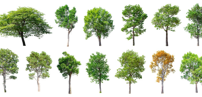 A composite of thirteen different young trees lined up in front of a white background
