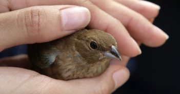 Image of a small bird carefully cradled in a person's hands