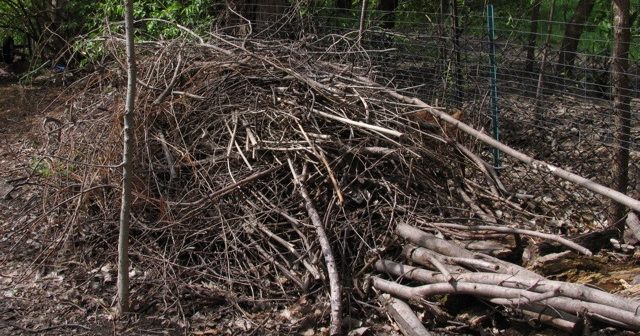 Backyard brush piles protect wildlife A large brush pile build up with larger and smaller branches and twigs.