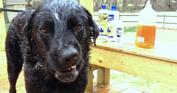 Image of a distressed dog that got sprayed by a skunk.