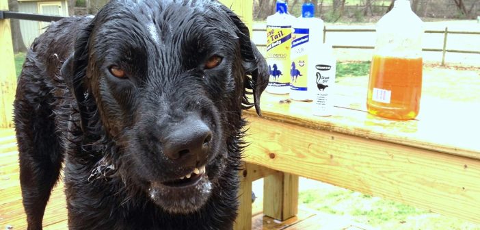 Image of a distressed dog that got sprayed by a skunk.
