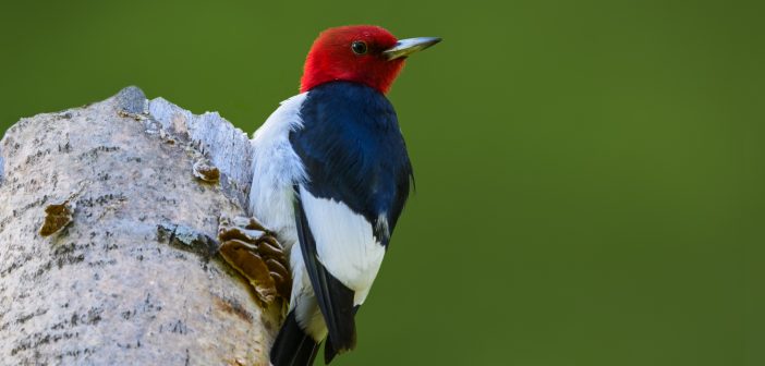 Red-headed Woodpecker clinging to a tree stub with its back to the camera.