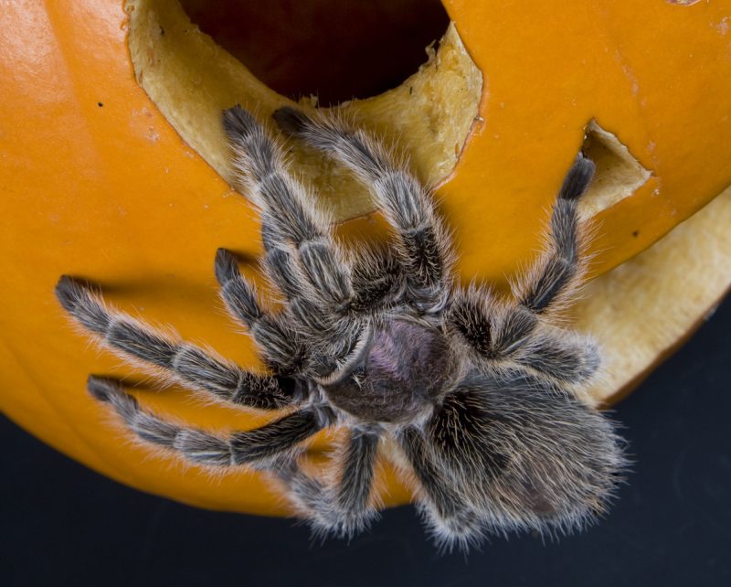 Rose-haired Tarantula clinging to a carved pumpkin.