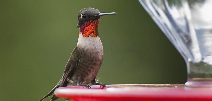 Hummingbird nectar recipe – they’ll always come back for more Ruby-throated hummingbird perched on a hummingbird feeder.