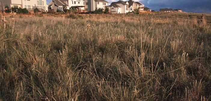Several houses are in the background of this image. Wild grasses are in the foreground.