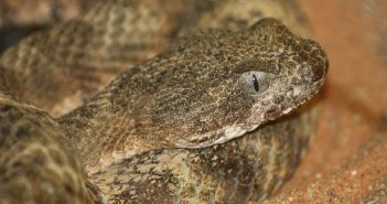 Close up image of Tiger Rattlesnake, Crotalus tigris, showing elliptical pupils.