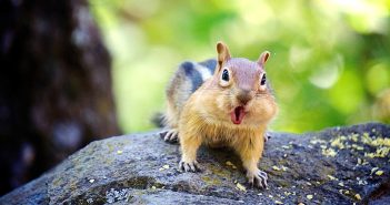 Chipmunk chattering at camera