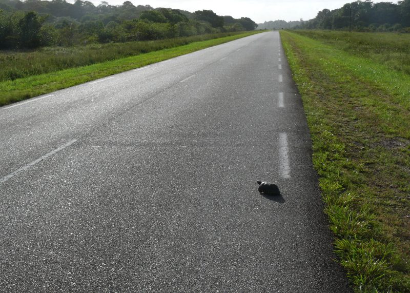 Turtle beginning to cross a two-lane road