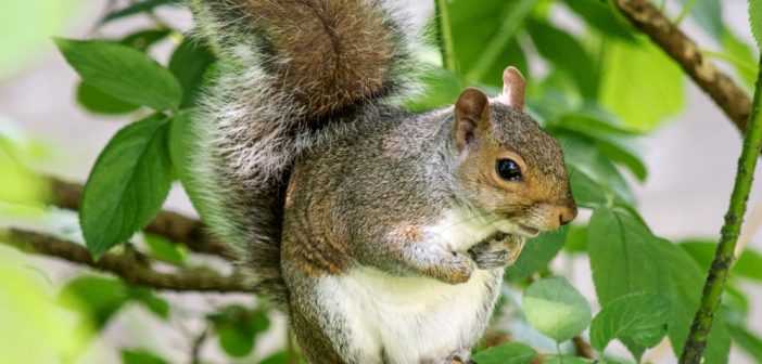 Eastern Gray Squirrel standing on a tree limb.