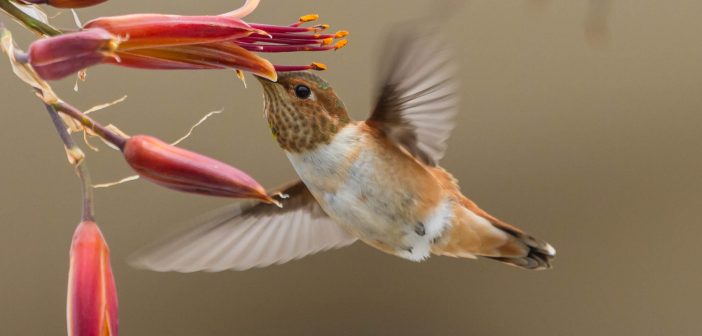Native plants for hummingbirds