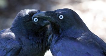 Two Ravens facing each other.