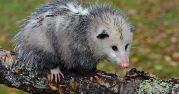 Image of a Virginia Opossum standing on a log.