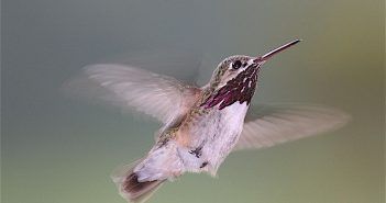 Calliope Hummingbird, Stellula calliope, in flight.