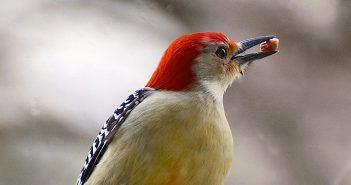 Close up of male Red-bllied Woodpecker holding its favorite seed in its beak, a peanut.