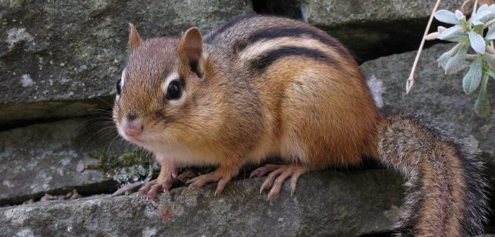 A Chipmunk is shown lying on a slab of stone.