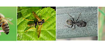 Composite of the four Hymenoptera insect-types: a sawfly, ant, bee, and wasp.