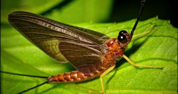 Mayfly standing on a green leaf.