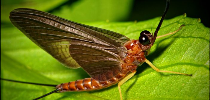 Mayfly standing on a green leaf.
