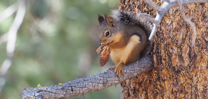 Douglas's Squirrel, one of the so-called pine squirrels, sitting on the branch of a pine tree while eating seeds of a pinecone.