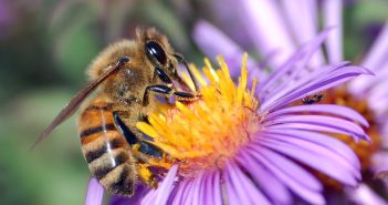 Close up of a European Honeybee, Apis mellifera, drawing nectar from the golden center of a purple-colored aster flower.