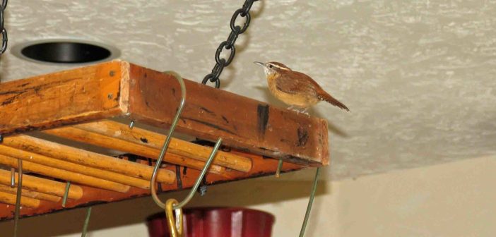 Carolina Wren standing on top of a rustic wooden pot rack in a kitchen.