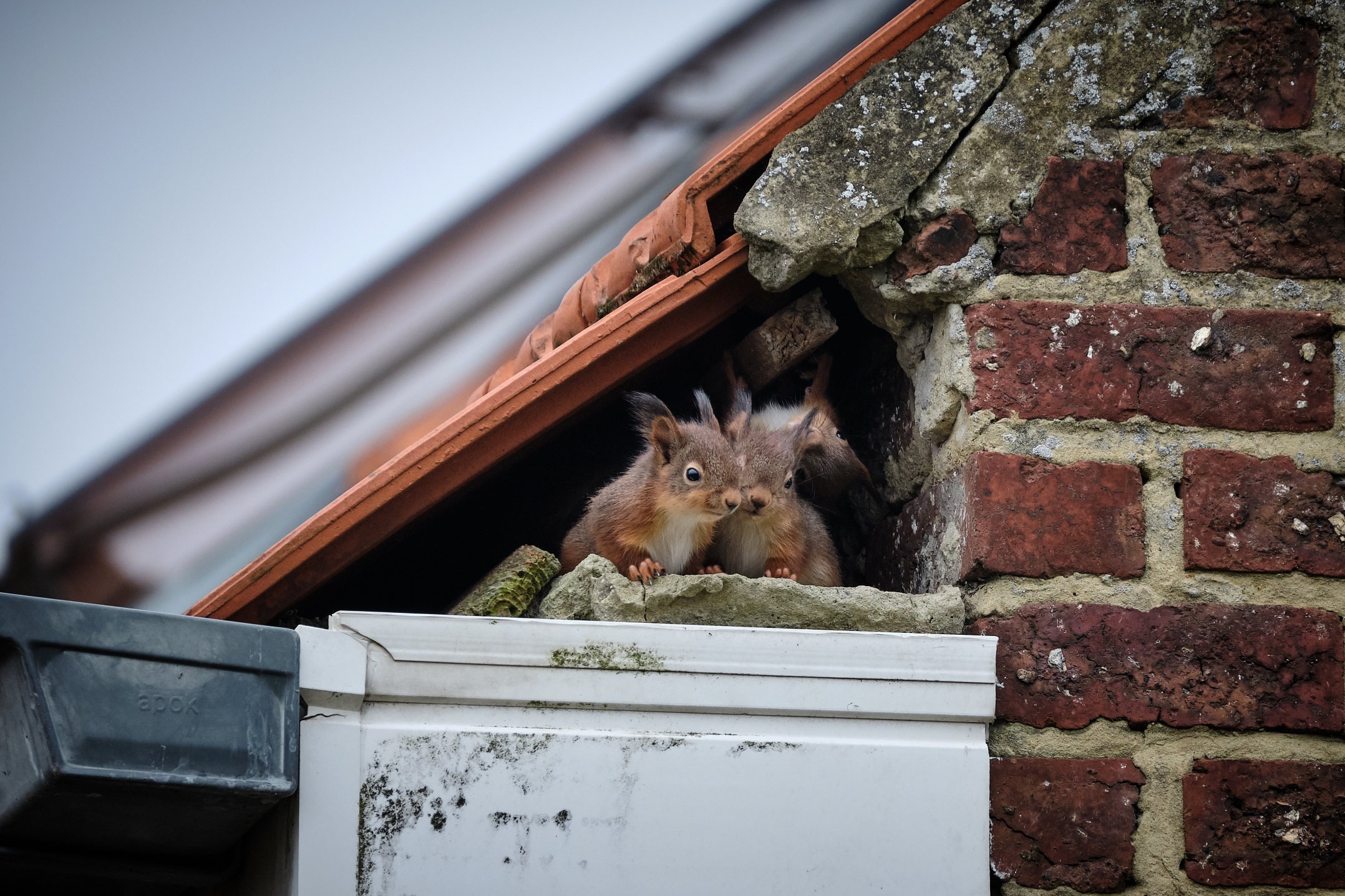 Humanely remove squirrels from attic with excluder funnel
