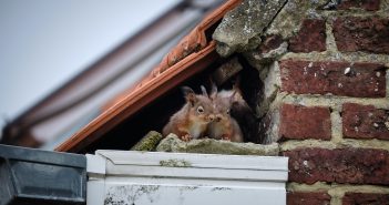 Young squirrels looking out from under the tile roof of a house.