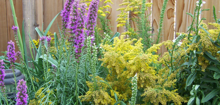 33 perennials guaranteed to attract butterflies A mix of purplish-pink gayfeathers and yellow goldenrods mixed in a garden.