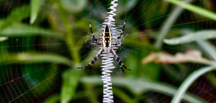 Female Black and yellow Garden Spider, Argiope aurantia, hanging head-down in the center of her web.