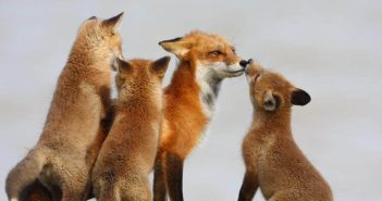 Red Fox female and three kits together, set against white background.
