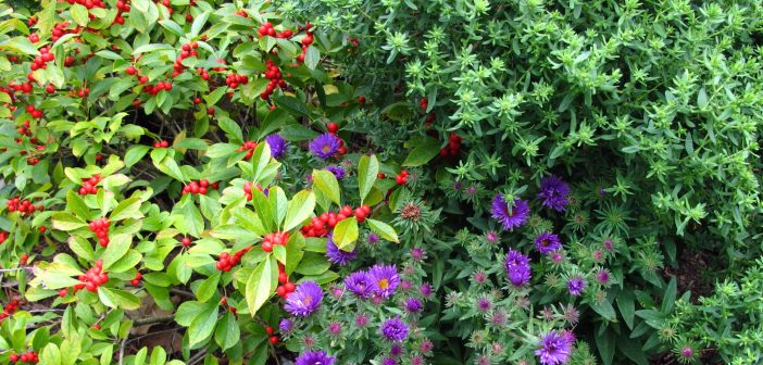Various native plants displaying red berries, lavender flowers and greenery.